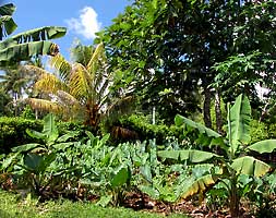 Ein traditioneller polynesischer Waldgarten mit Taro, Bananen, Papaya, Kokosnusspalmen und Brotfruchtbumen. Mehr? Hier klicken?